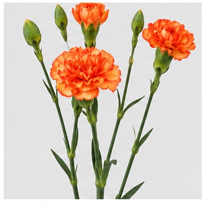 Dianthus tros Eilat — Dianthus tros Eilat