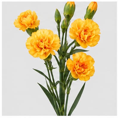 Dianthus tros Gi olden Yellow — Dianthus tros Gi olden Yellow