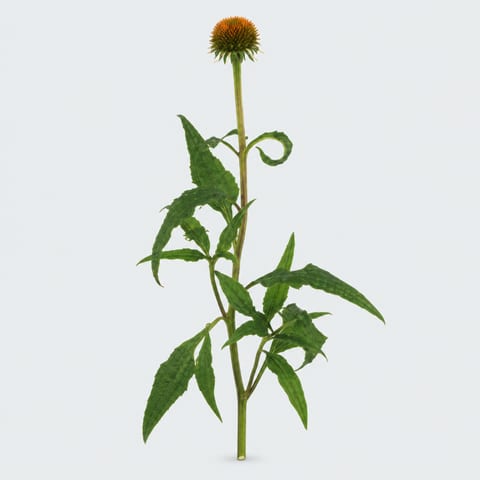 Echinacea purpurea White Swan — Echinacea purpurea White Swan