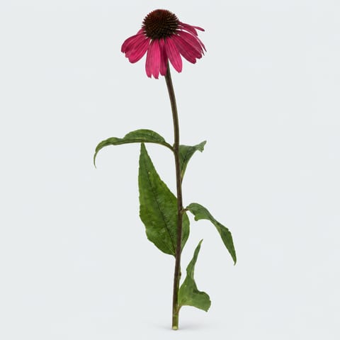 Echinacea purpurea — Echinacea purpurea