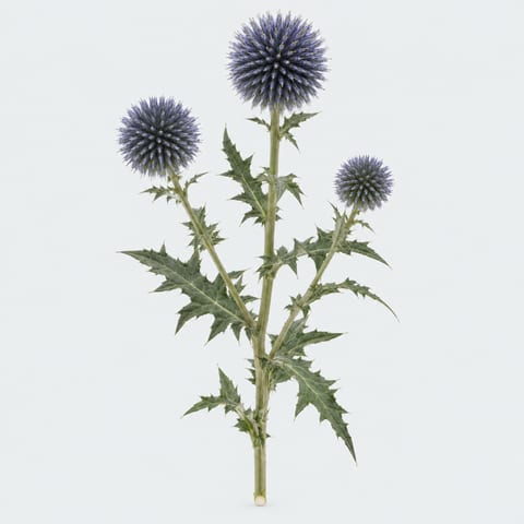 Echinops ritro Veitchs Blue — Echinops ritro Veitchs Blue