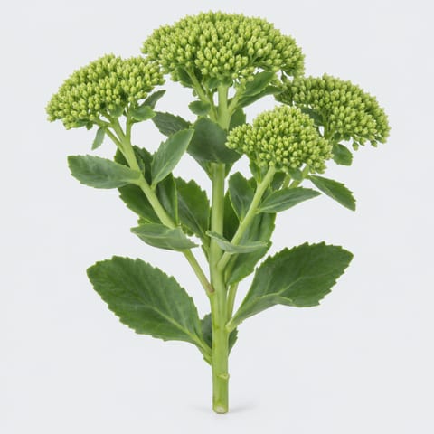 Sedum spectabile (groen) — Sedum spectabile (groen)