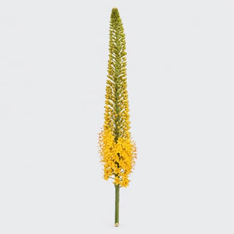 Eremurus stenophyllus — Eremurus stenophyllus