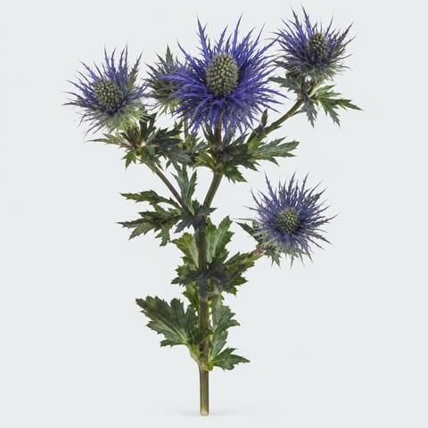 Eryngium alpinum — Eryngium alpinum