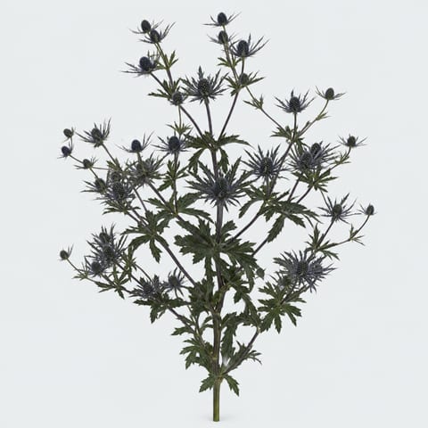 Eryngium Orion Questar — Eryngium Orion Questar