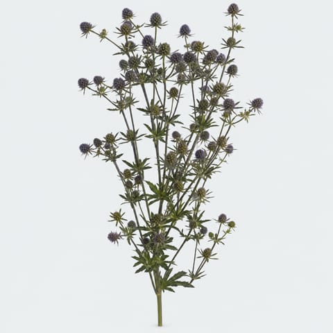 Eryngium planum — Eryngium planum