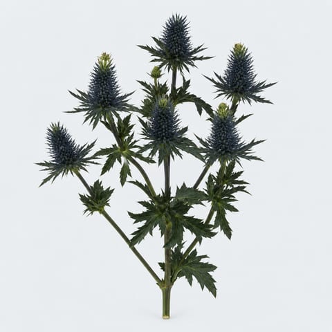 Eryngium Supernova Questar — Eryngium Supernova Questar