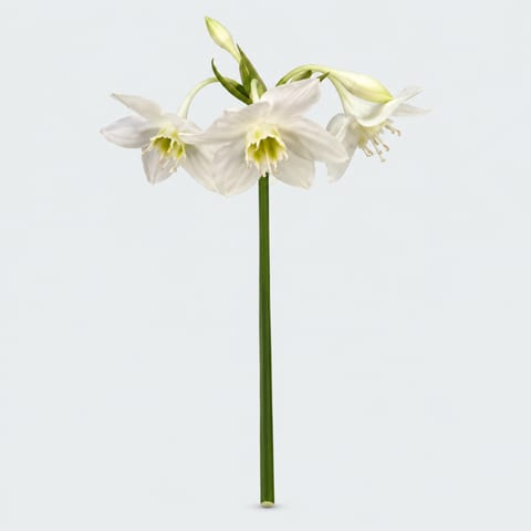 Eucharis (Grandiflora Grp) — Eucharis (Grandiflora Grp)