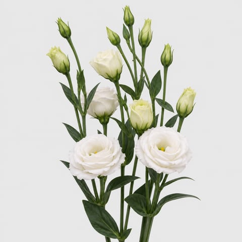 Eustoma russellianum gevuldbloemig Rosita White — Eustoma russellianum gevuldbloemig Rosita White