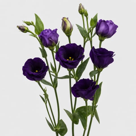 Eustoma russellianum Mariachi Lavender — Eustoma russellianum Mariachi Lavender