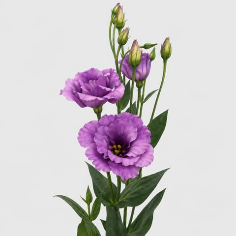 Eustoma russellianum Minuet Dark Purple — Eustoma russellianum Minuet Dark Purple