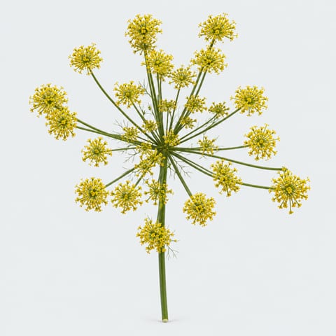 Foeniculum vulgare — Foeniculum vulgare