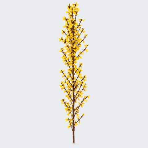 Forsythia intermedia Spectabilis — Forsythia intermedia Spectabilis