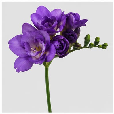Freesia dubbelbloemig Blue Bayou — Freesia dubbelbloemig Blue Bayou
