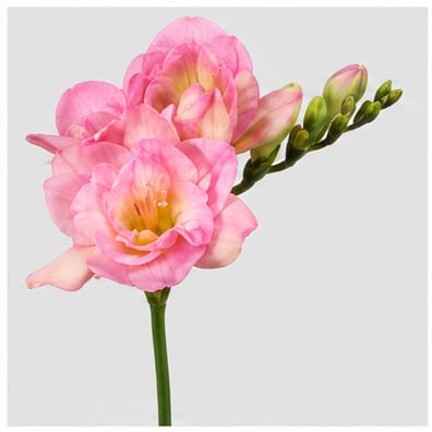Freesia dubbelbloemig Honeymoon — Freesia dubbelbloemig Honeymoon
