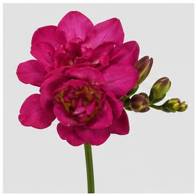 Freesia dubbelbloemig Purple Rain — Freesia dubbelbloemig Purple Rain