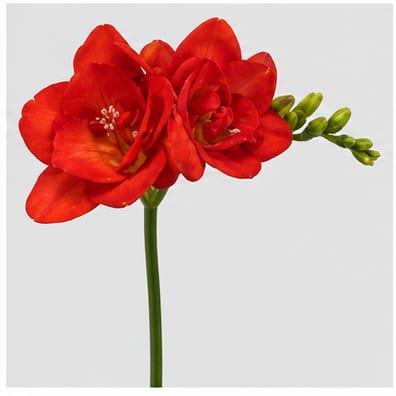 Freesia dubbelbloemig Red Beauty — Freesia dubbelbloemig Red Beauty