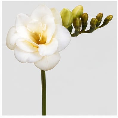 Freesia dubbelbloemig Versailles — Freesia dubbelbloemig Versailles