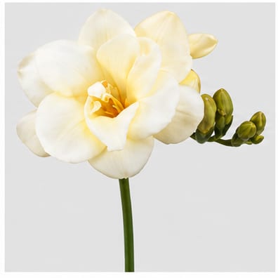 Freesia dubbelbloemig Volante — Freesia dubbelbloemig Volante