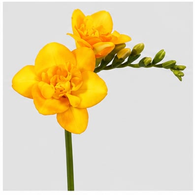 Freesia dubbelbloemig Yvonne — Freesia dubbelbloemig Yvonne