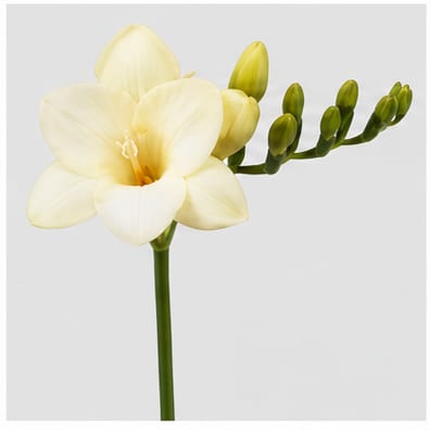 Freesia enkelbloemig Ambassador — Freesia enkelbloemig Ambassador