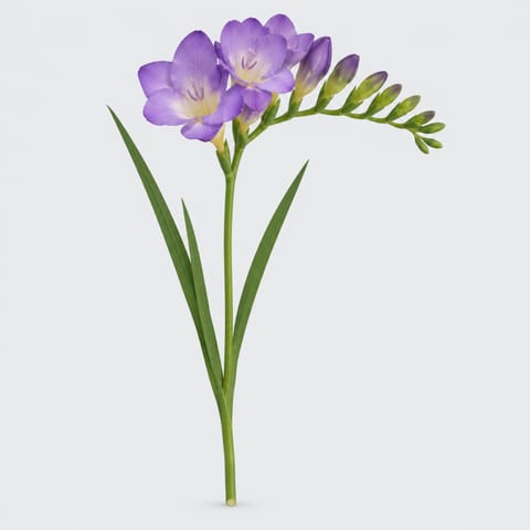 Freesia enkelbloemig Blue River — Freesia enkelbloemig Blue River