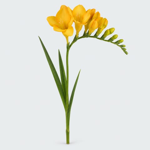 Freesia enkelbloemig Gold River — Freesia enkelbloemig Gold River