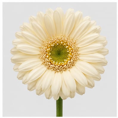 Gerbera mini Albino — Gerbera mini Albino