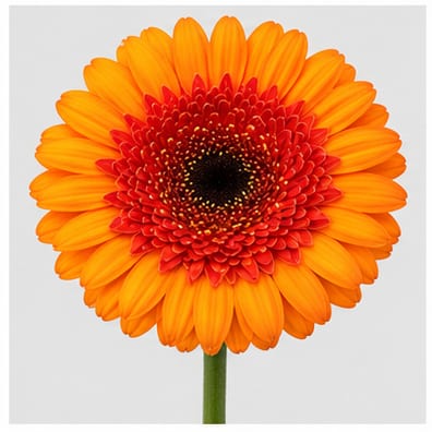 Gerbera mini Bandola — Gerbera mini Bandola