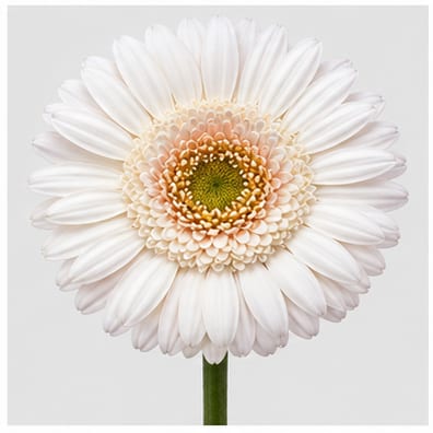 Gerbera mini Crystal Kimsey — Gerbera mini Crystal Kimsey