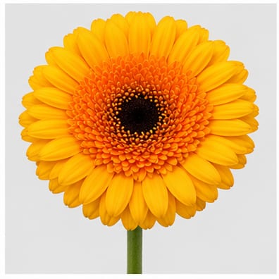 Gerbera mini Davidson — Gerbera mini Davidson