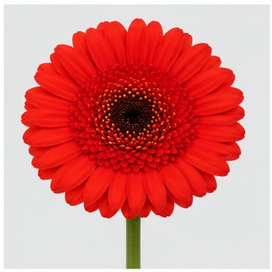 Gerbera mini Harley — Gerbera mini Harley