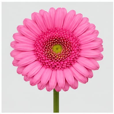Gerbera mini Kimsey — Gerbera mini Kimsey