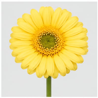 Gerbera mini Lemon Ice — Gerbera mini Lemon Ice