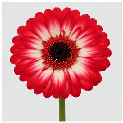 Gerbera mini Macy — Gerbera mini Macy