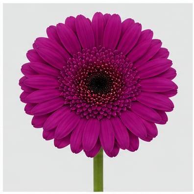 Gerbera mini Picture Perfect — Gerbera mini Picture Perfect