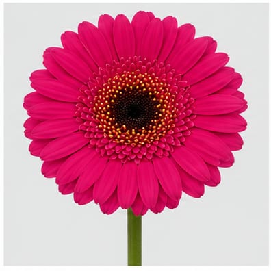 Gerbera mini Whisper — Gerbera mini Whisper