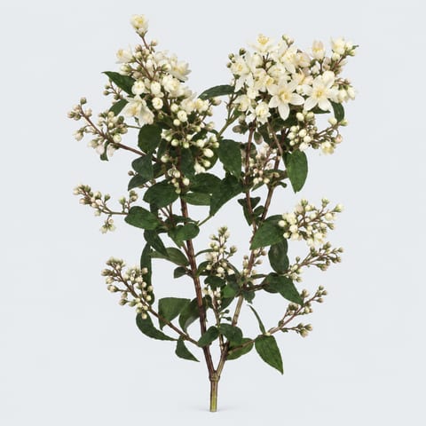Deutzia hybrida Magical Spring — Deutzia hybrida Magical Spring