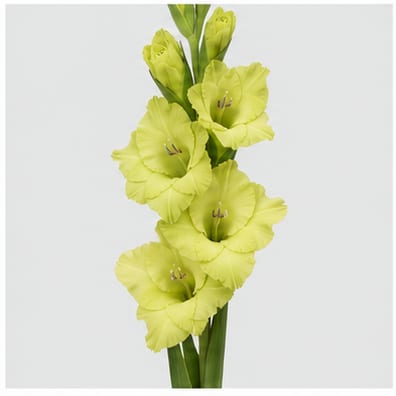 Gladiolus grootbloemig Green Star — Gladiolus grootbloemig Green Star