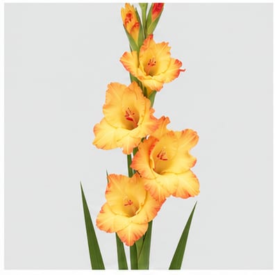 Gladiolus grootbloemig Ovatie — Gladiolus grootbloemig Ovatie