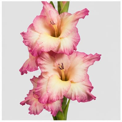 Gladiolus grootbloemig Priscilla — Gladiolus grootbloemig Priscilla