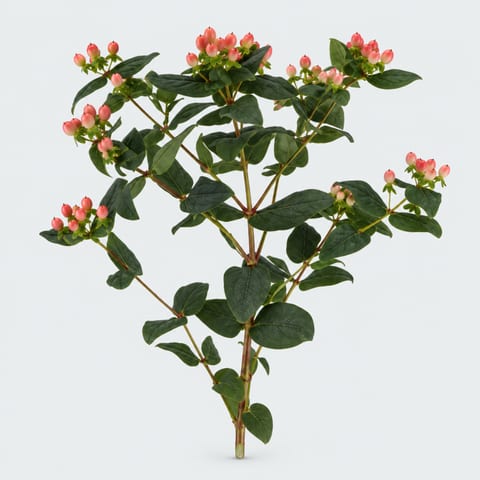 Hypericum inodorum Magical Beauty — Hypericum inodorum Magical Beauty