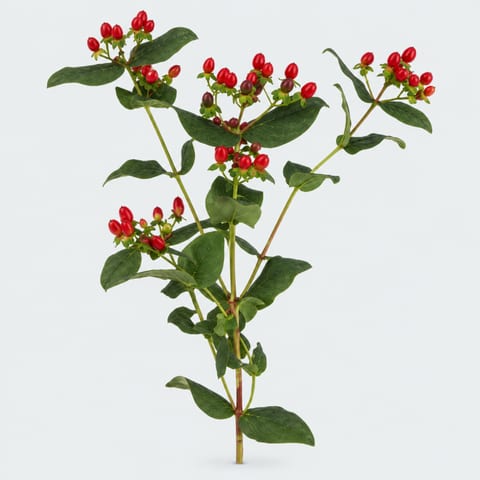 Hypericum inodorum Magical Red — Hypericum inodorum Magical Red