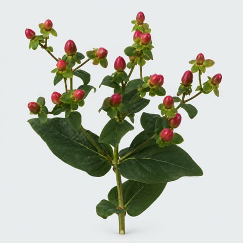 Hypericum inodorum Pinky Flair — Hypericum inodorum Pinky Flair