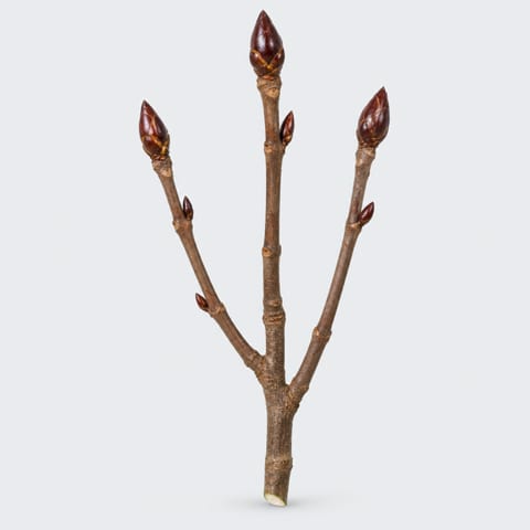 Ветка каштана — Kastanje-tak (Aesculus)