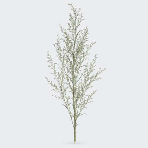 Кохия веничная — Kochia scoparia