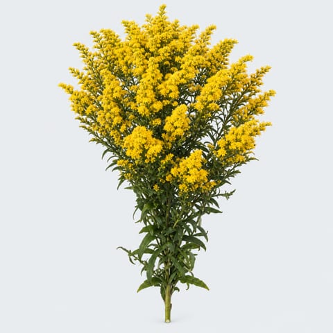Solidago Tara — Solidago Tara