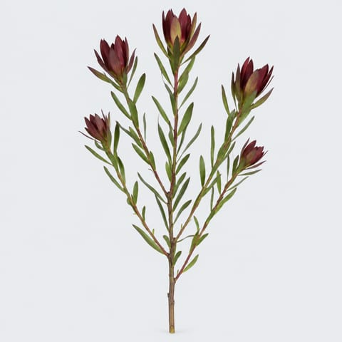 Leucadendron Safari Sunset (vertakt) — Leucadendron Safari Sunset (vertakt)