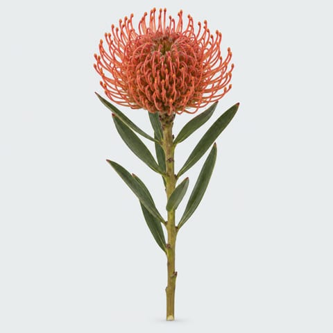 Leucospermum cordifolium Succession — Leucospermum cordifolium Succession