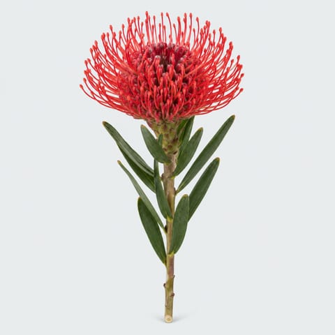 Leucospermum cordifolium Tango — Leucospermum cordifolium Tango